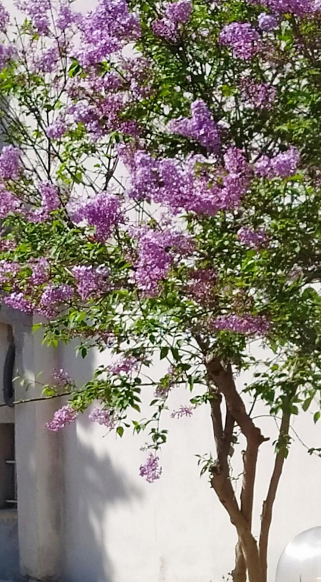 View Διαμερισμα Villa Loukissia ภายนอก รูปภาพ